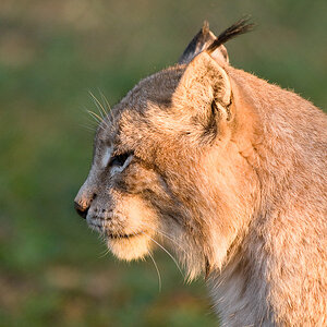 Wildpark Poing