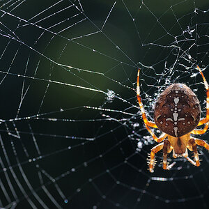 spinne im netz