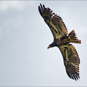 Junger Weisskopfseeadler