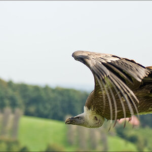 Geierflug
