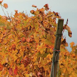 2008 10 29 Herbstiger Teletest D7C 4822 Crop