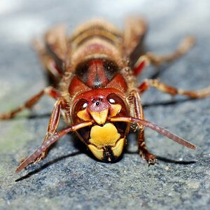 sieht leider tot aus, sie war aber nur durch die herrschenden Themperaturen etwas eingeschränkt

D40 + 90mm Tamron Macro
freihand