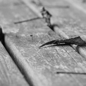DSC 1940bwklein