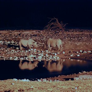 Rhinos Namibia