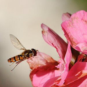Schwebfliege02