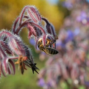 Bienchen und Blümchen