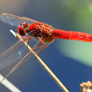 Libelle 071