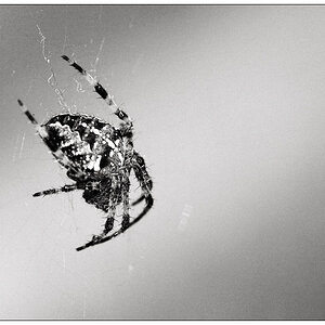 spinne2