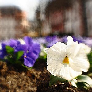 2009 03 16 Lensbabys Stadt Sarah D7C 5421