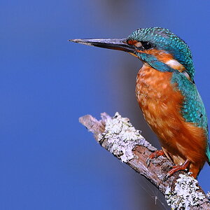 Eisvogel 002