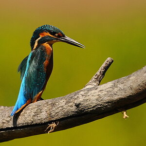 Eisvogel 003