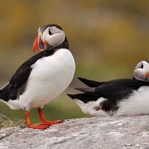puffin 12