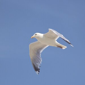 Möwe