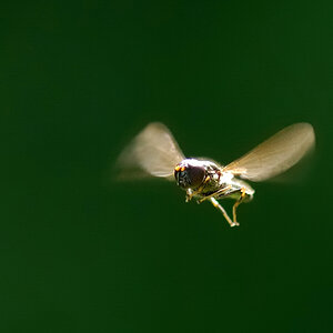 Schwebfliege