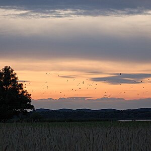 Himmel Vögel klein