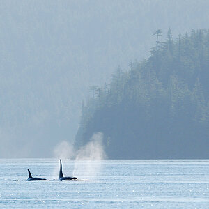 orca1