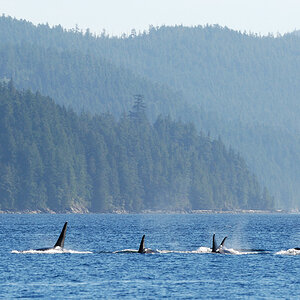 orca2
