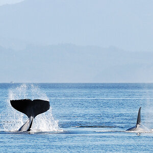 orca3
