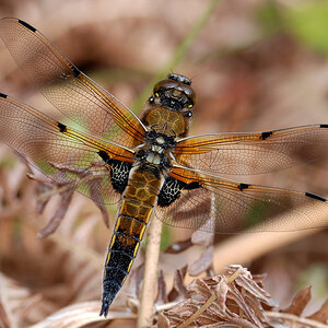 libelle