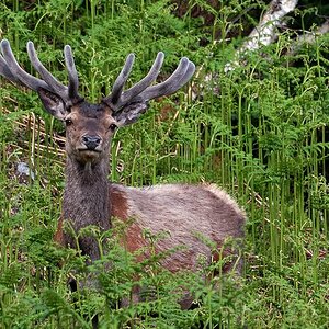 hirsch1