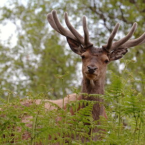 hirsch2