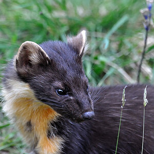 pinemarten1