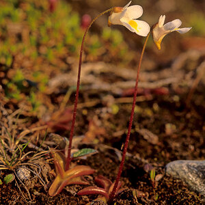 Blumenraten 6