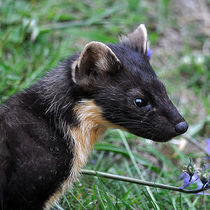 pinemarten2