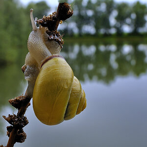 DSC1192Schnecke