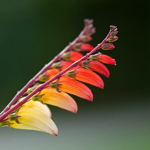 090731 0001 Palmengarten