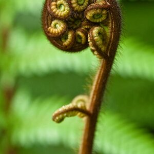 090731 0014 Palmengarten