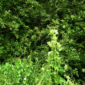 DSCN4267 copy