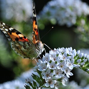 Schmetterling
