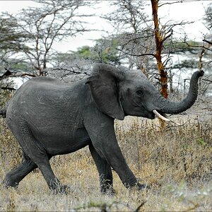 comp DSC 8227