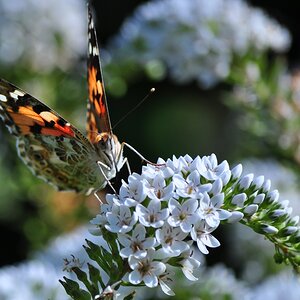 Schmetterling 2