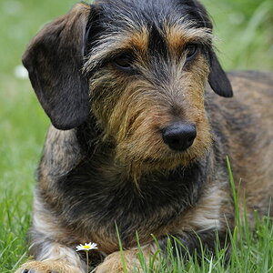 Feli