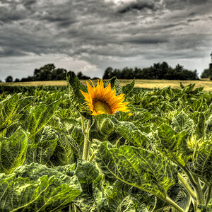 NF_DSC_6043_tonemapped.jpg
