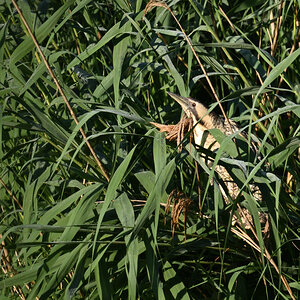rohrdommelPH8_0944nf.jpg