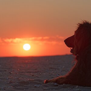Sundowner