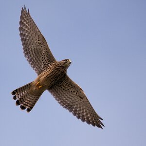 Turmfalke.jpg