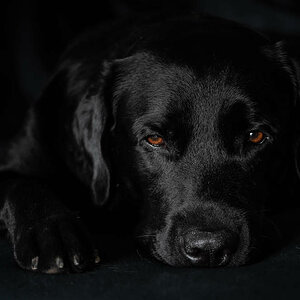 Schwarzer Hund, schwarzes Bett