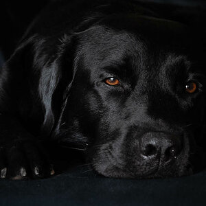 Schwarzer Hund, schwarzes Bett