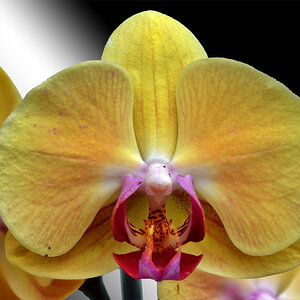 orchidee_1200.jpg