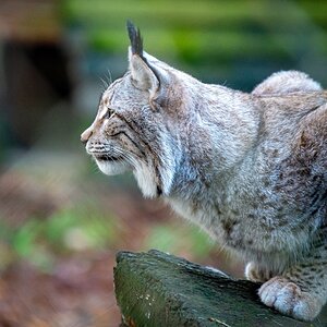 Luchs