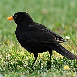 Amselmännchen auf Futtersuche V.jpg