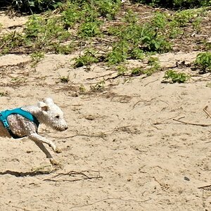 Spass am Elbstrand.jpg