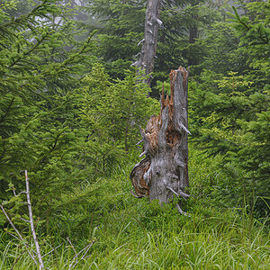 D81_3792.jpg