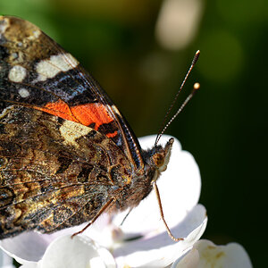 schmetterling.jpg