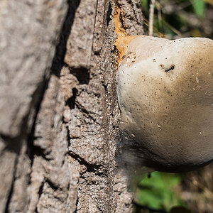 Loriot-Pilz (1 von 1).JPG