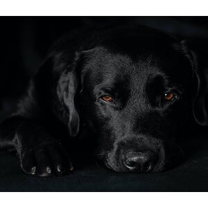 Hund Schwarz auf Schwarz